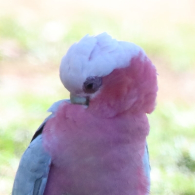 Eolophus roseicapilla (Galah) at Dryandra St Woodland - 6 Nov 2020 by ConBoekel