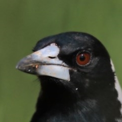 Gymnorhina tibicen (Australian Magpie) at Dryandra St Woodland - 6 Nov 2020 by ConBoekel