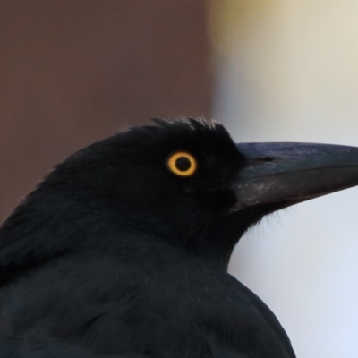 Strepera graculina (Pied Currawong) at Dryandra St Woodland - 5 Nov 2020 by ConBoekel