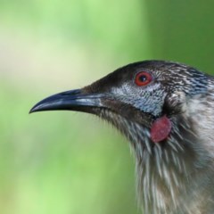 Anthochaera carunculata (Red Wattlebird) at Dryandra St Woodland - 5 Nov 2020 by ConBoekel