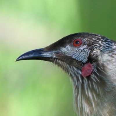 Anthochaera carunculata (Red Wattlebird) at O'Connor, ACT - 6 Nov 2020 by ConBoekel