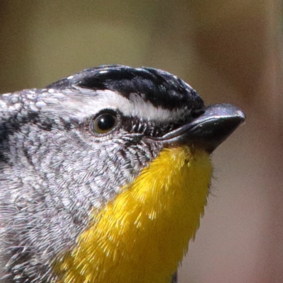 Pardalotus punctatus (Spotted Pardalote) at Dryandra St Woodland - 5 Nov 2020 by ConBoekel