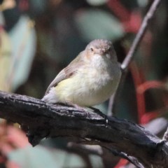 Smicrornis brevirostris (Weebill) at Dryandra St Woodland - 6 Nov 2020 by ConBoekel