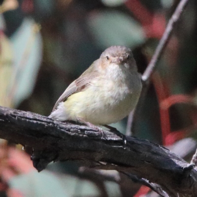 Smicrornis brevirostris (Weebill) at O'Connor, ACT - 6 Nov 2020 by ConBoekel