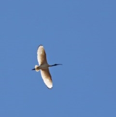 Threskiornis molucca (Australian White Ibis) at Dryandra St Woodland - 5 Nov 2020 by ConBoekel