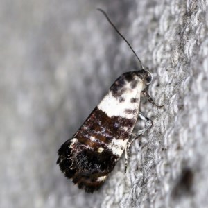 Eupselia aristonica at O'Connor, ACT - 10 Nov 2020 09:28 PM