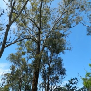 Eucalyptus melliodora at Aranda, ACT - 11 Nov 2020