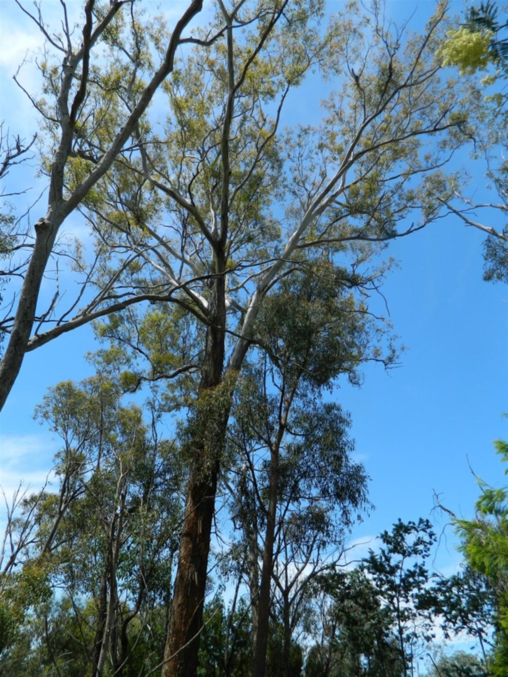 Eucalyptus melliodora at Aranda, ACT - 11 Nov 2020