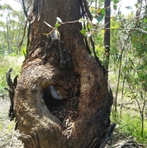 Eucalyptus melliodora at Aranda, ACT - 11 Nov 2020