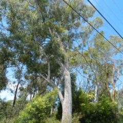 Eucalyptus mannifera (Brittle Gum) at Aranda, ACT - 11 Nov 2020 by petaurus