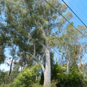 Eucalyptus mannifera at Aranda, ACT - 11 Nov 2020