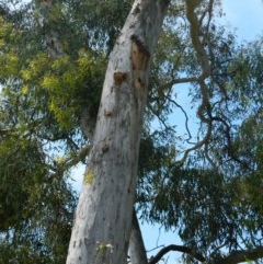 Eucalyptus mannifera at Aranda, ACT - 11 Nov 2020
