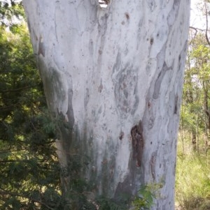 Eucalyptus mannifera at Aranda, ACT - 11 Nov 2020