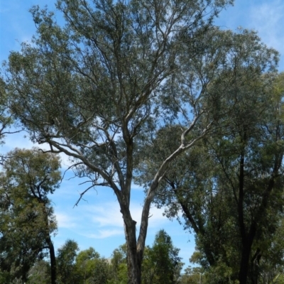 Eucalyptus melliodora (Yellow Box) at Aranda, ACT - 11 Nov 2020 by petaurus