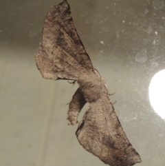 Circopetes obtusata (Grey Twisted Moth) at Conder, ACT - 11 Nov 2020 by michaelb