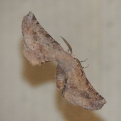 Circopetes obtusata at Conder, ACT - 12 Nov 2020