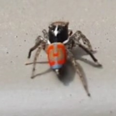 Maratus pavonis (Dunn's peacock spider) at Wanniassa, ACT - 12 Nov 2020 by NickDaines