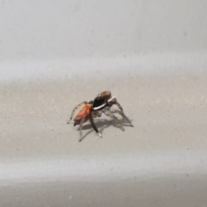 Maratus pavonis at Wanniassa, ACT - 12 Nov 2020