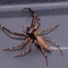 Helpis minitabunda (Threatening jumping spider) at Florey, ACT - 12 Nov 2020 by Kurt