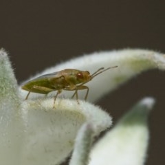 Lygaeoidea sp. (superfamily) at Acton, ACT - 11 Nov 2020 by WHall