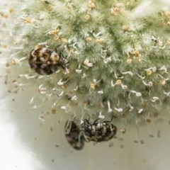 Anthrenus verbasci (Varied or Variegated Carpet Beetle) at ANBG - 11 Nov 2020 by WHall