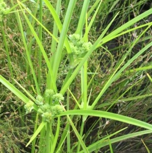 Cyperus eragrostis at Hackett, ACT - 11 Nov 2020