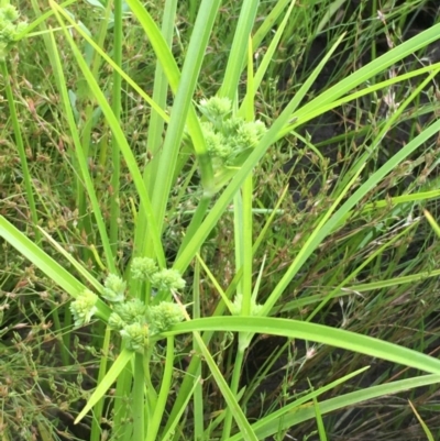 Cyperus eragrostis (Umbrella Sedge) at Mount Majura - 11 Nov 2020 by JaneR