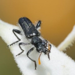 Eleale simplex (Clerid beetle) at ANBG - 11 Nov 2020 by WHall