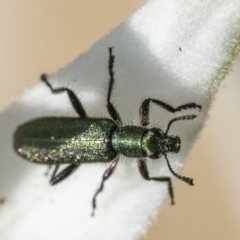 Eleale aspera (Clerid beetle) at ANBG - 11 Nov 2020 by WHall