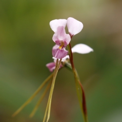 Diuris diminuta at Bundanoon, NSW - 11 Nov 2020 by Snowflake