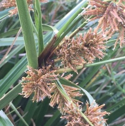 Cyperus lucidus (Leafy Flat Sedge) at Watson Green Space - 11 Nov 2020 by JaneR