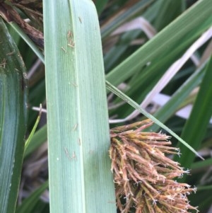 Cyperus lucidus at Watson, ACT - 11 Nov 2020