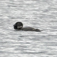 Biziura lobata (Musk Duck) at Bundanoon, NSW - 11 Nov 2020 by Snowflake