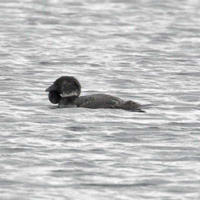 Biziura lobata (Musk Duck) at Bundanoon - 11 Nov 2020 by Snowflake