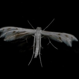 Wheeleria spilodactylus at Googong, NSW - 10 Nov 2020