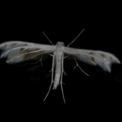 Wheeleria spilodactylus (Horehound plume moth) at QPRC LGA - 10 Nov 2020 by WHall