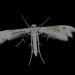 Wheeleria spilodactylus at Googong, NSW - 10 Nov 2020