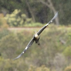 Ardea pacifica (White-necked Heron) at Bundanoon - 11 Nov 2020 by Snowflake