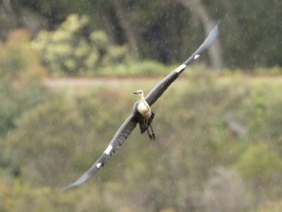 Ardea pacifica (White-necked Heron) at Bundanoon - 11 Nov 2020 by Snowflake