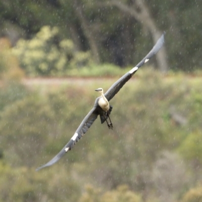 Ardea pacifica (White-necked Heron) at Bundanoon, NSW - 11 Nov 2020 by Snowflake