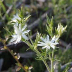 Stellaria pungens (Prickly Starwort) at Conder, ACT - 20 Oct 2020 by MichaelBedingfield