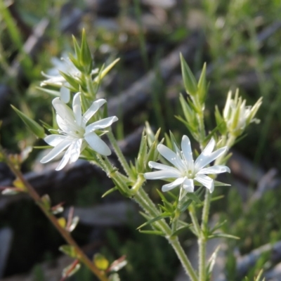 Stellaria pungens (Prickly Starwort) at Tuggeranong Hill - 20 Oct 2020 by michaelb