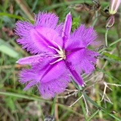 Thysanotus tuberosus subsp. tuberosus (Common Fringe-lily) at Bruce Ridge to Gossan Hill - 11 Nov 2020 by JVR