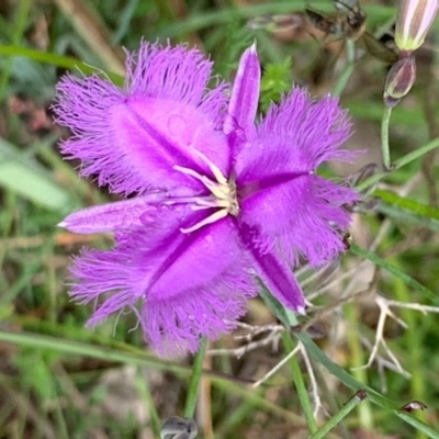 Thysanotus tuberosus subsp. tuberosus (Common Fringe-lily) at Bruce, ACT - 12 Nov 2020 by JVR