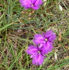 Thysanotus tuberosus subsp. tuberosus at Bruce, ACT - 12 Nov 2020