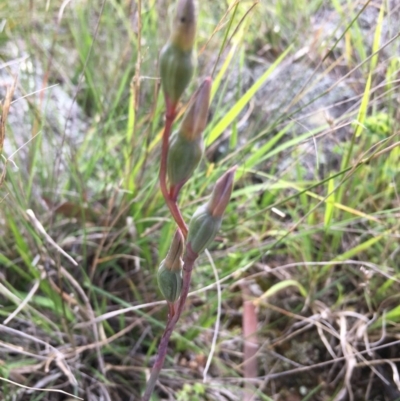 Thelymitra (Genus) (Sun Orchid) at Lower Boro, NSW - 7 Nov 2020 by mcleana
