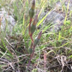 Thelymitra sp. (A Sun Orchid) at Lower Boro, NSW - 7 Nov 2020 by mcleana