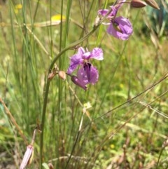 Arthropodium fimbriatum (Nodding Chocolate Lily) at Lower Boro, NSW - 10 Nov 2020 by mcleana