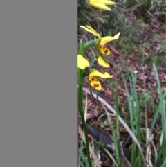 Diuris sulphurea (Tiger Orchid) at Boro, NSW - 24 Oct 2020 by mcleana