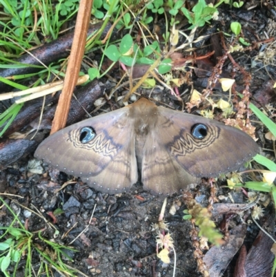 Dasypodia selenophora (Southern old lady moth) at Lower Boro, NSW - 26 Oct 2020 by mcleana